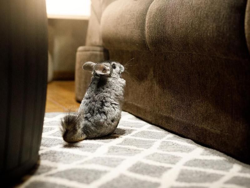Chinchilla in the living room