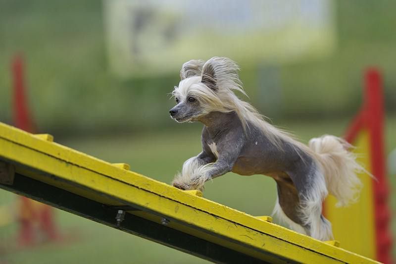 Chinese Crested walking up a wood board