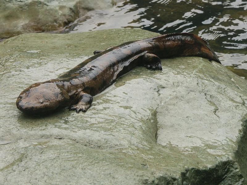 Chinese Giant Salamander by a river