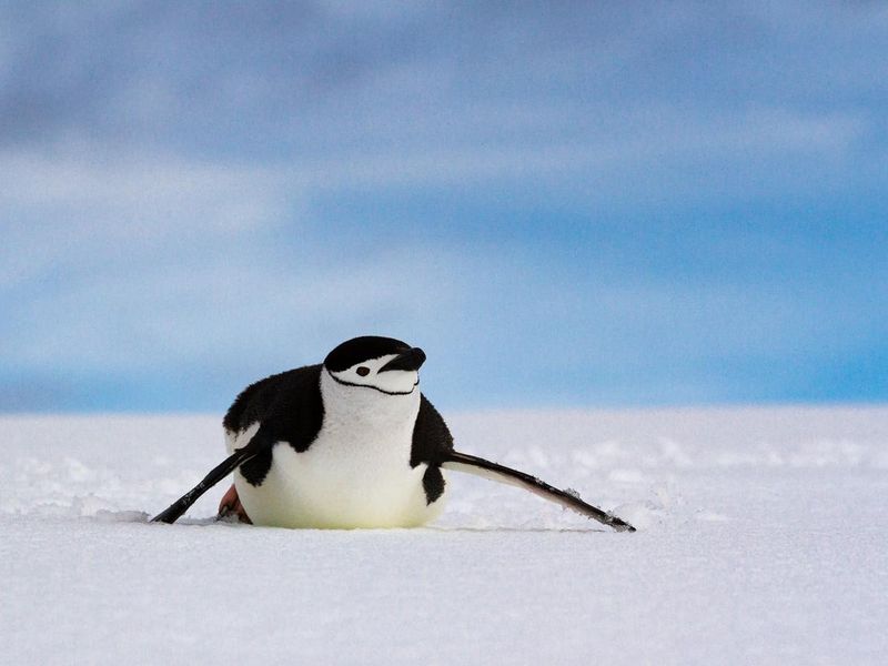 Chinstrap penguin sliding across snow