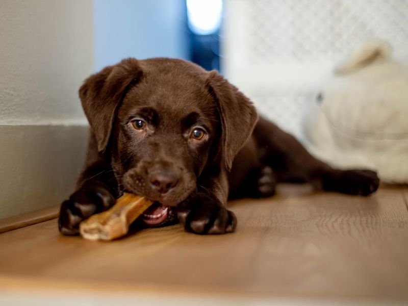 Chocolate labrador puppy chewing a dog bone