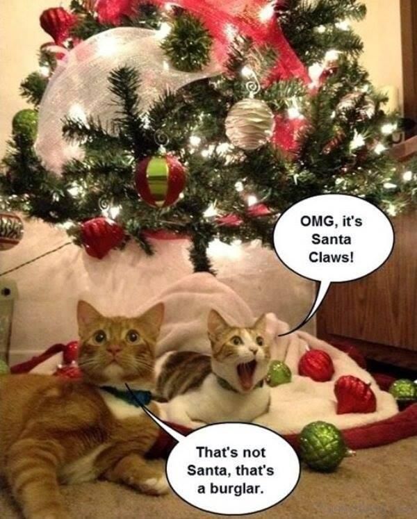 Christmas cats meme