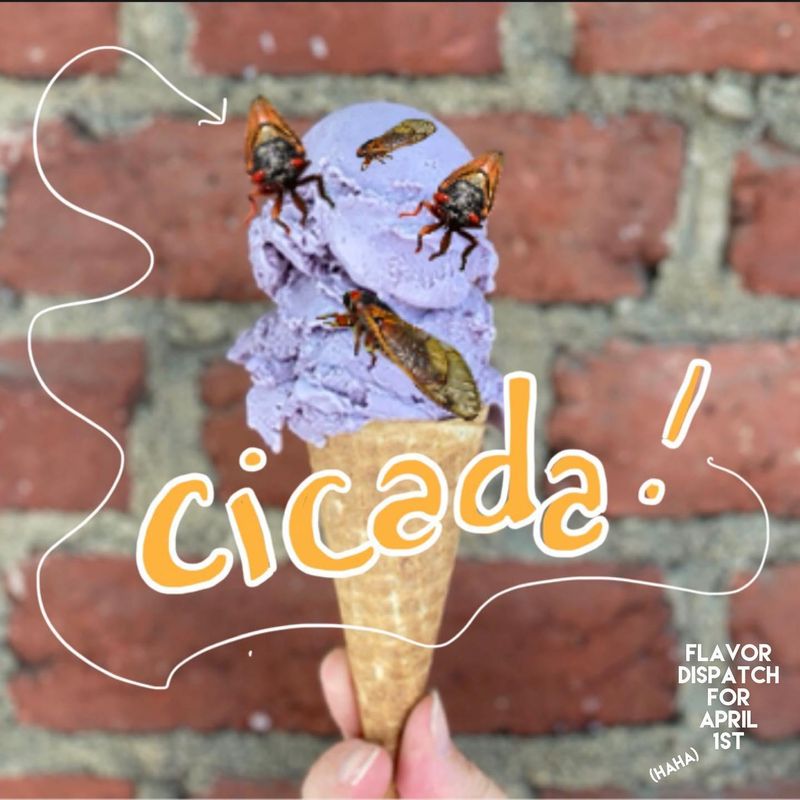 Cicada Flavored Ice Cream