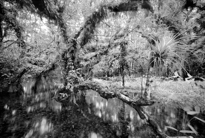 Cigar Orchid Pond in the Everglades