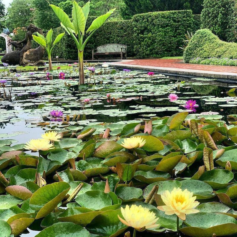 City Park lily pond
