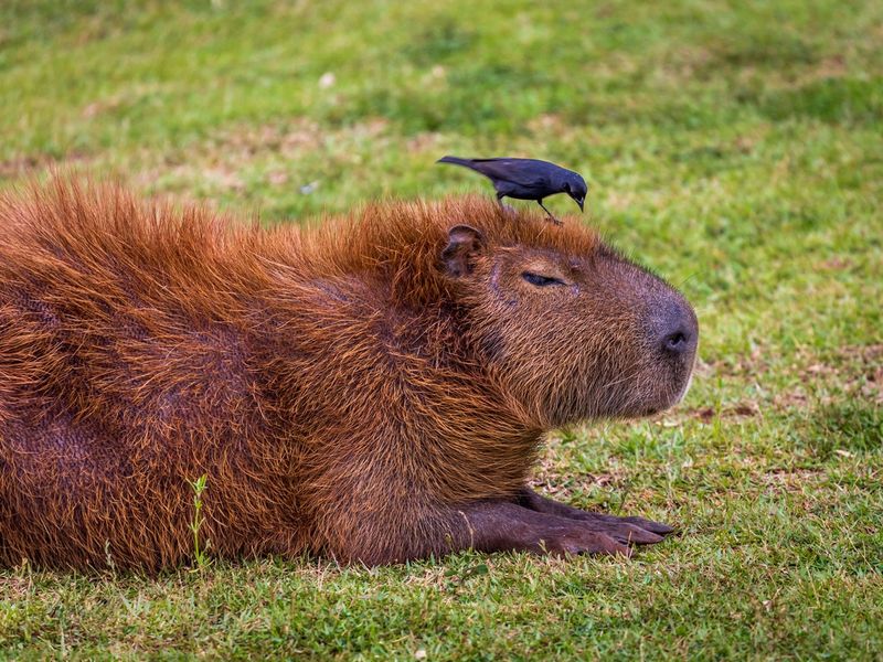 Close up Capybara with bird on head