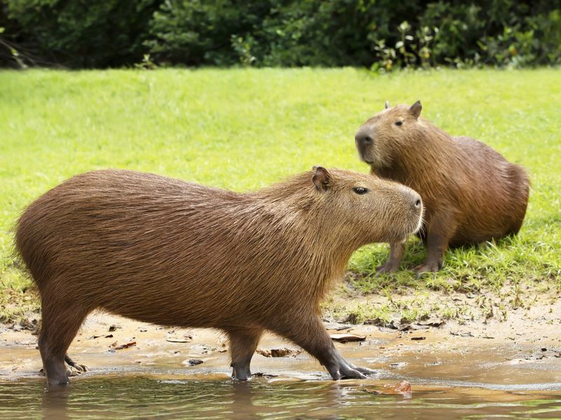 Close up of a Capybara walking in water on a river bank