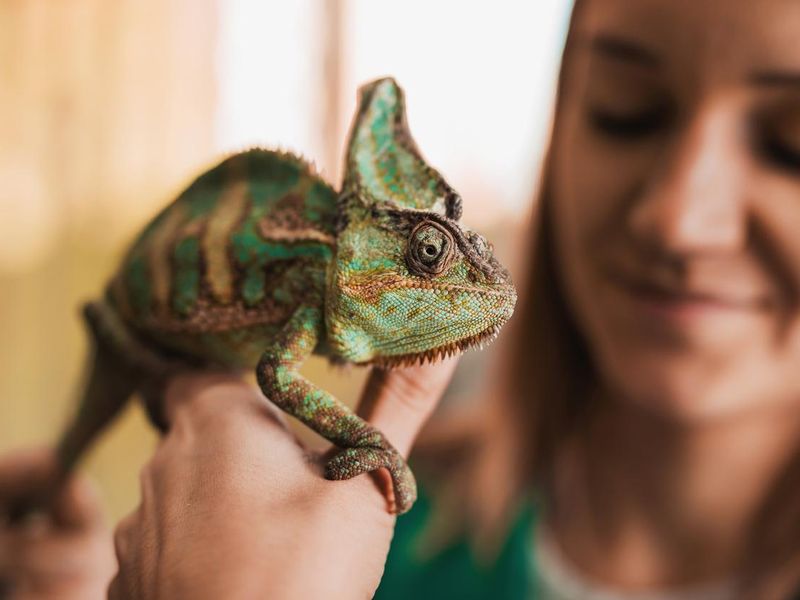 Close up of a chameleon in woman's hand