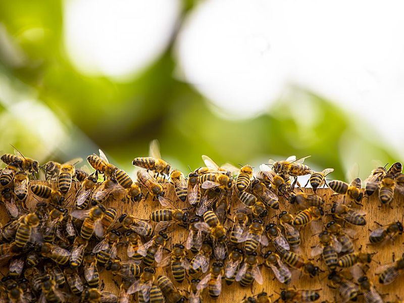 close-up of a honey bee swarm on a blurred background