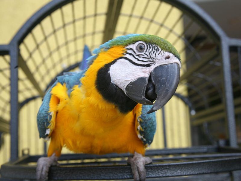 Close up of a Macaw - Blue & Gold