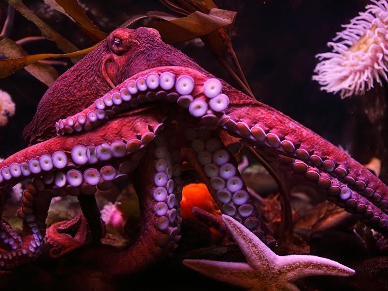 Close-up of a pink octopus