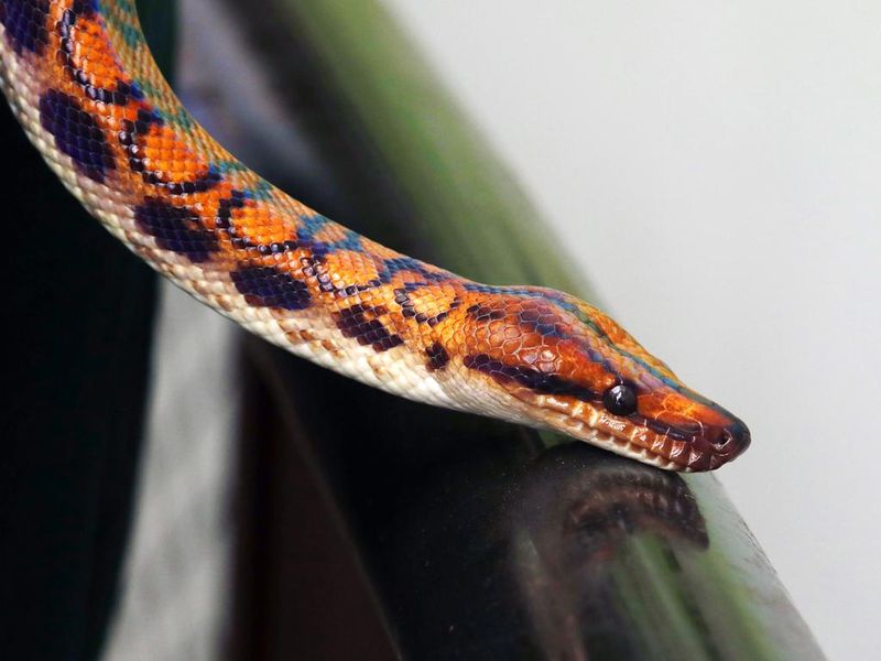 close up of a rainbow snake head. Its can reflect sunlight into a rainbow.