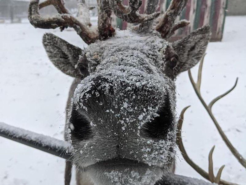 Close up of a reindeer covered in snow