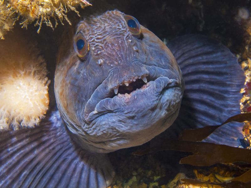 Close up of a Wolffish