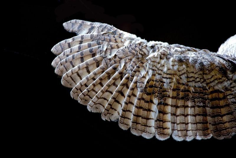 Close-up of an owl's wing