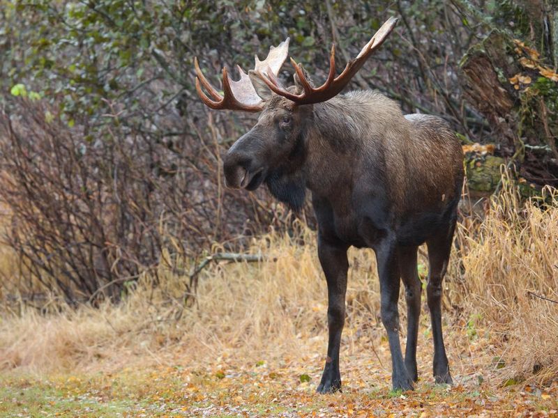 Close-up of bull moose in the wilderness of Alaska