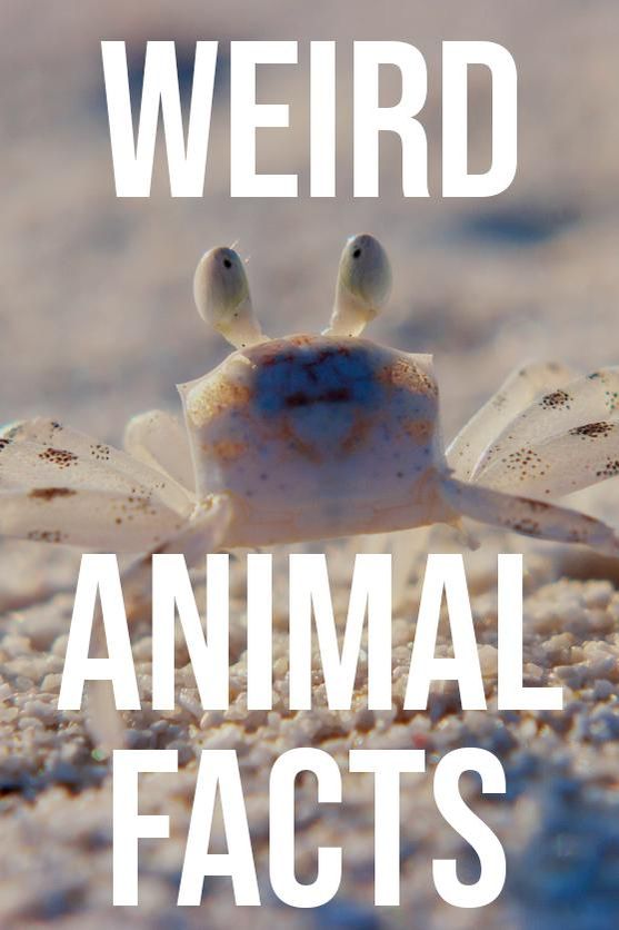 We Bet You Don't Know These 30 Fun Facts About Animals | Always Pets