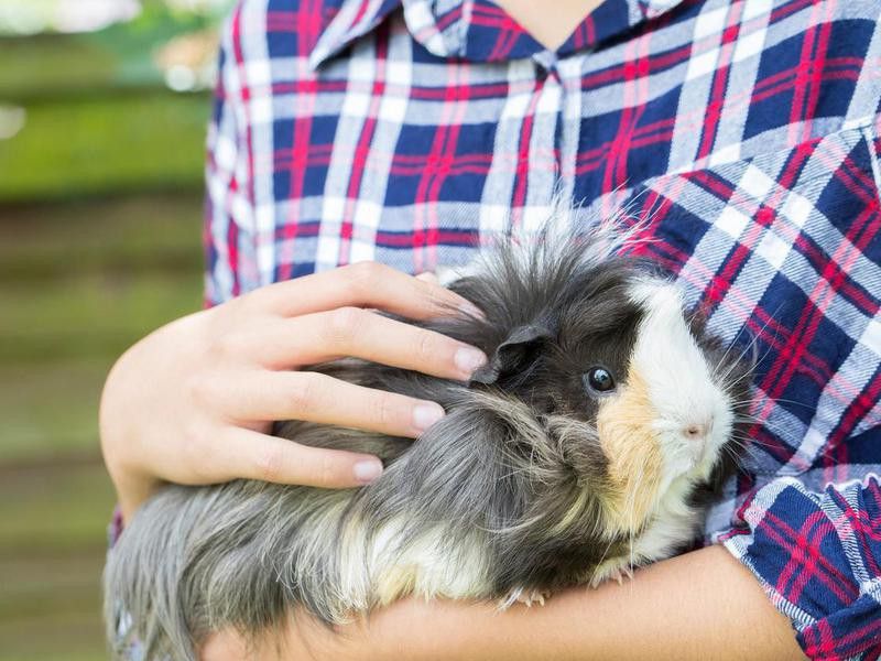 Close Up Of Girl Looking After Pet Guinea Pig