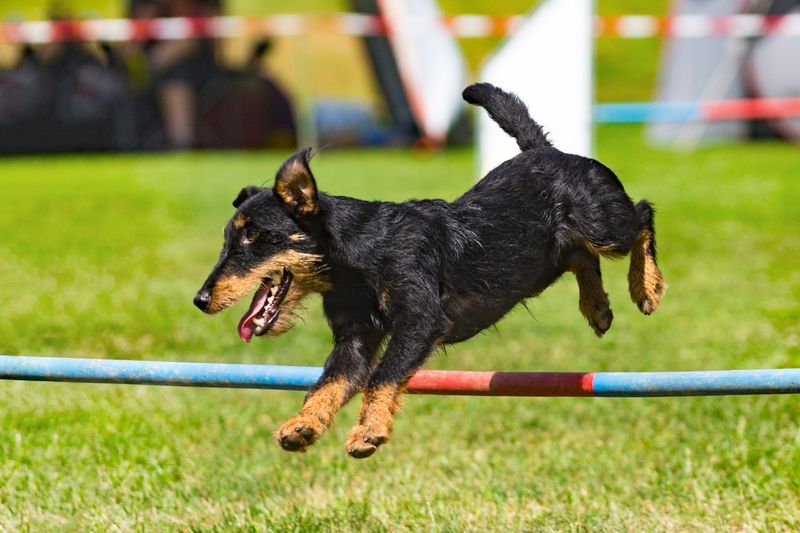 Close up of jagdterrier dog on agility course