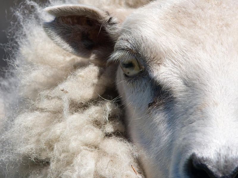 close up of sheep head