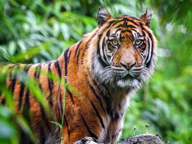 Close-up of Sumatran tiger