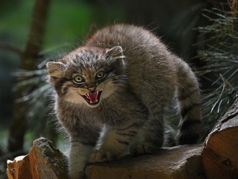 Close up portrait of manul kitten hissing