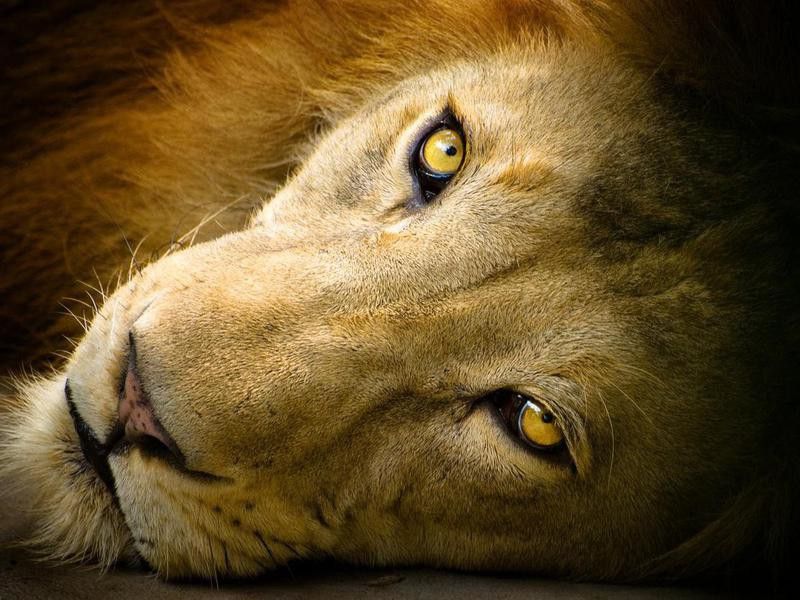 Close-up portrait photography of a lion