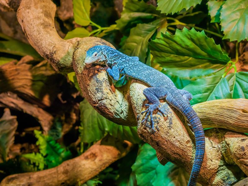 Closeup of a blue spotted tree monitor on a branch, endangered lizard from the island of Batanta in Indonesia