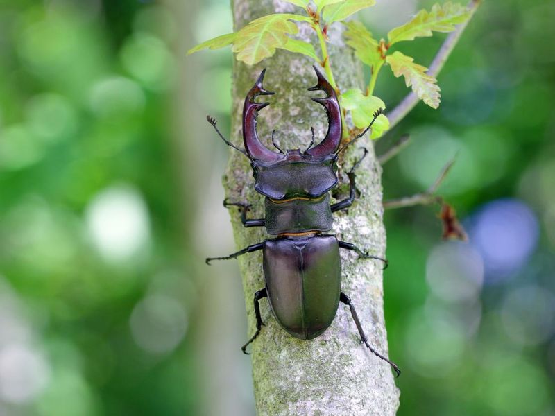 Closeup of a male of the European stag beetle, Lucanus servus. On the trunk of an oak tree.