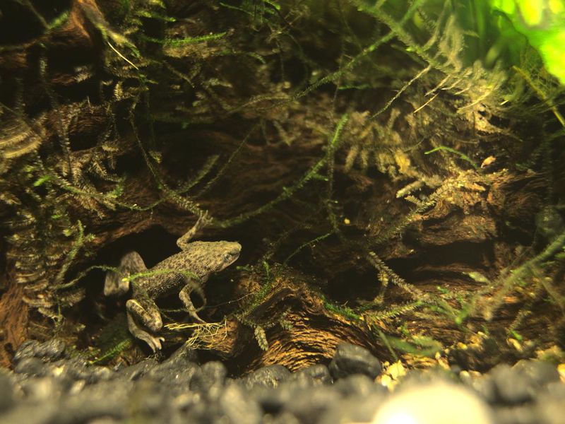 Closeup of an African Dwarf Frog in a lake