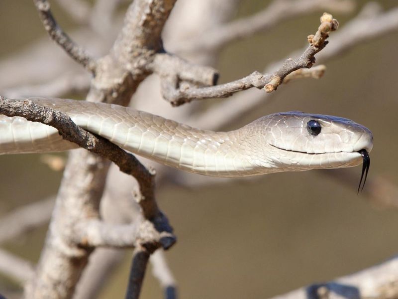 Closeup of Black Mamba snake