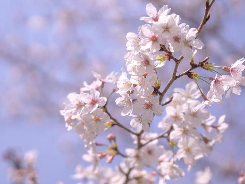 Closeup of cherry blossoms