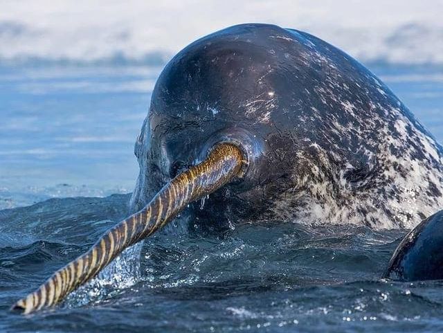 closeup of narwhal