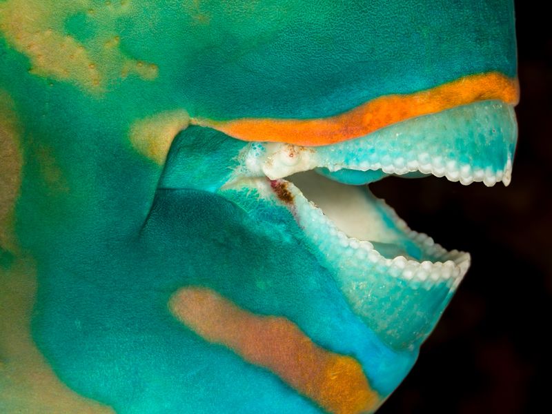 Closeup of parrotfish mouth