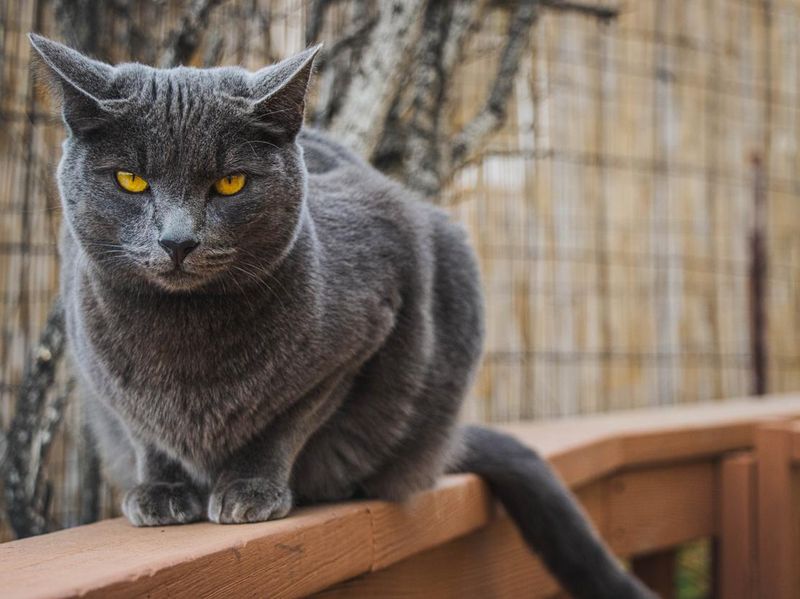 Closeup of the gray cat with yellow eyes on the wooden handrail.