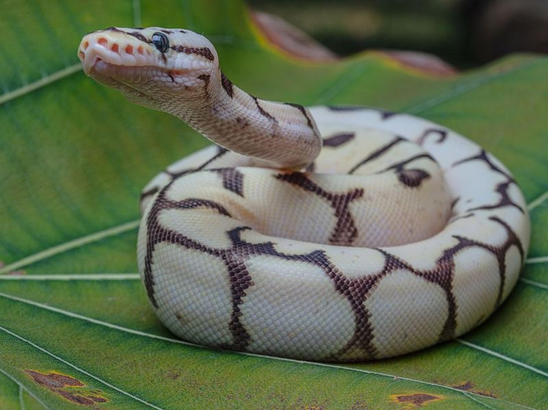 Closeup shot of a ball python (Python regius) on a green leaf
