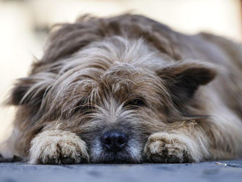 Closeup shot of a cute border terrier dog
