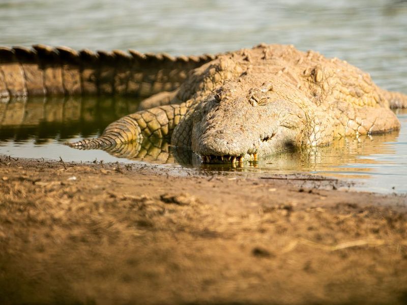 Closeup shot of an Orinoco crocodile coming out of the lake in Kruger National park