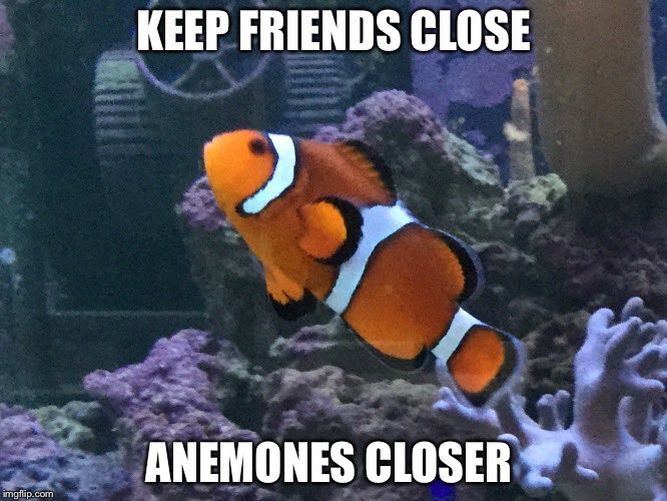 Clown fish meme