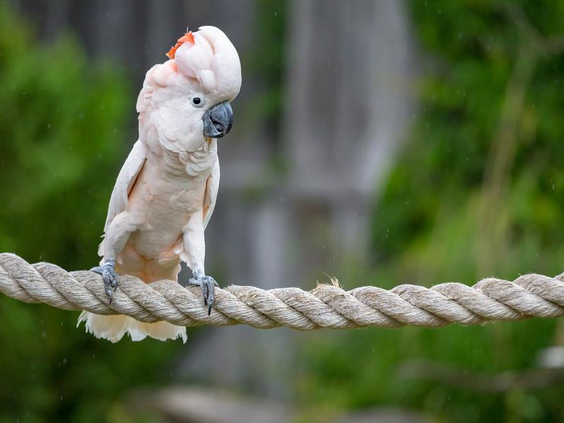 Cockatoo on a rope