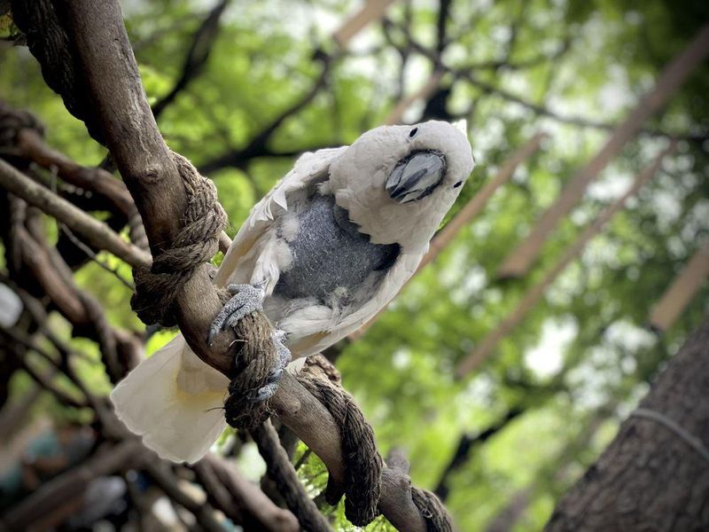 Cockatoo with missing feathers at Dallas Zoo