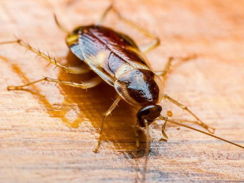 Cockroach on the wooden floor
