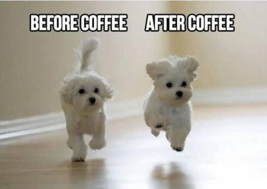 Coffee dogs morning meme