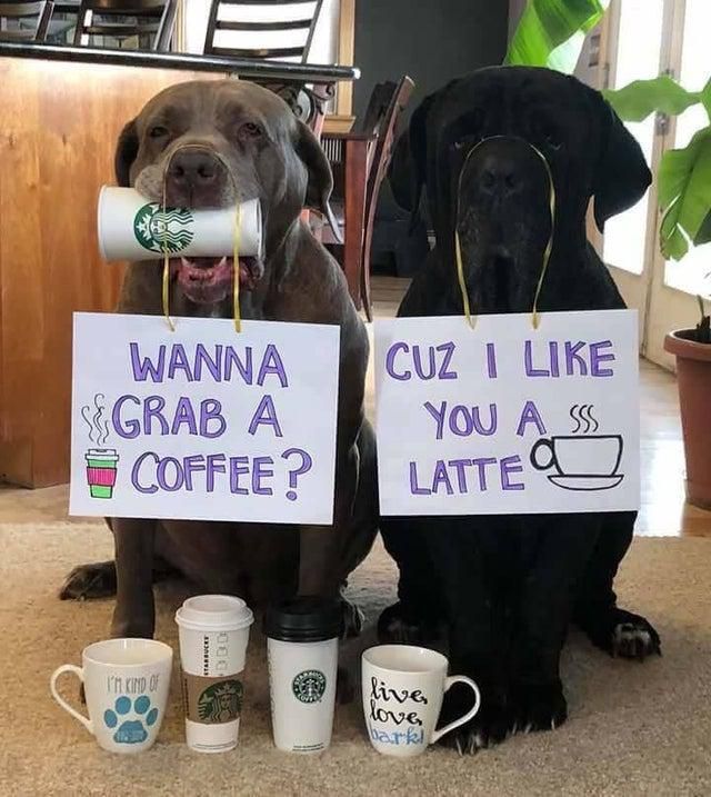 Coffee dogs