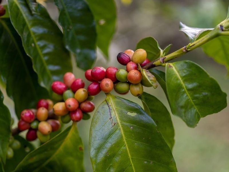 Coffee farm tour in Costa Rica
