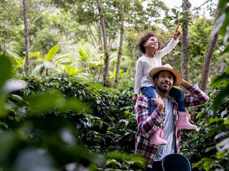 Coffee farmer carrying his daughter around the farm while checking the crop