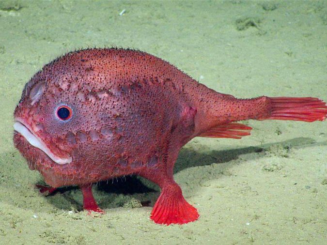 Coffin fish in the deep sea