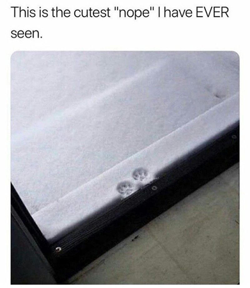 Cold Memes: Snow problem