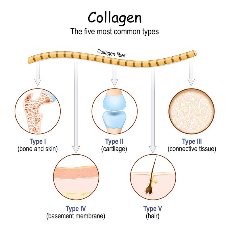 Collagen fibers