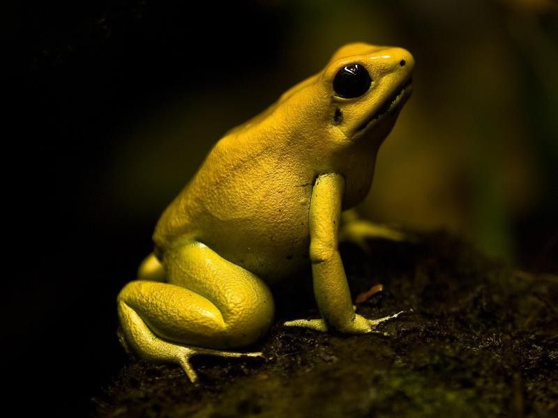 Colombian Golden dart frog